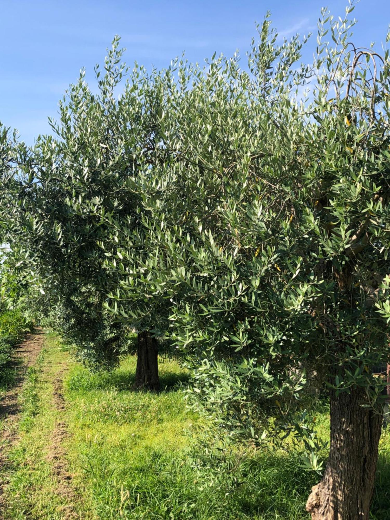 Apartamento La Casa Degli Ulivi *