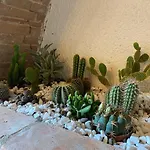 Cactus Suite