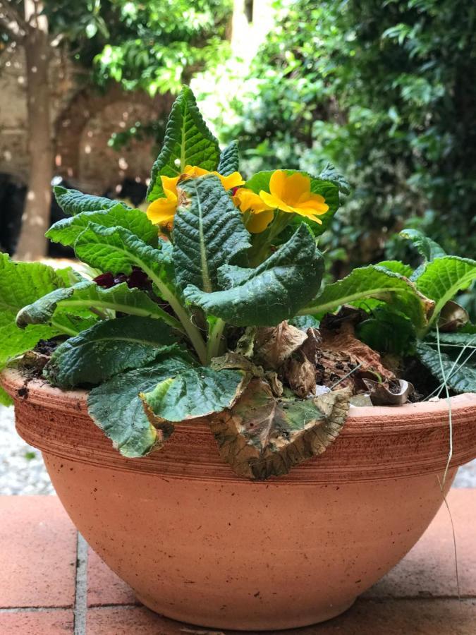 Apartment Hostly - Garden House Near The Tower - Historical House With Private Garden Pisa