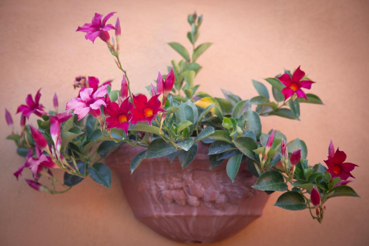 Il Rustichello Apartamento *