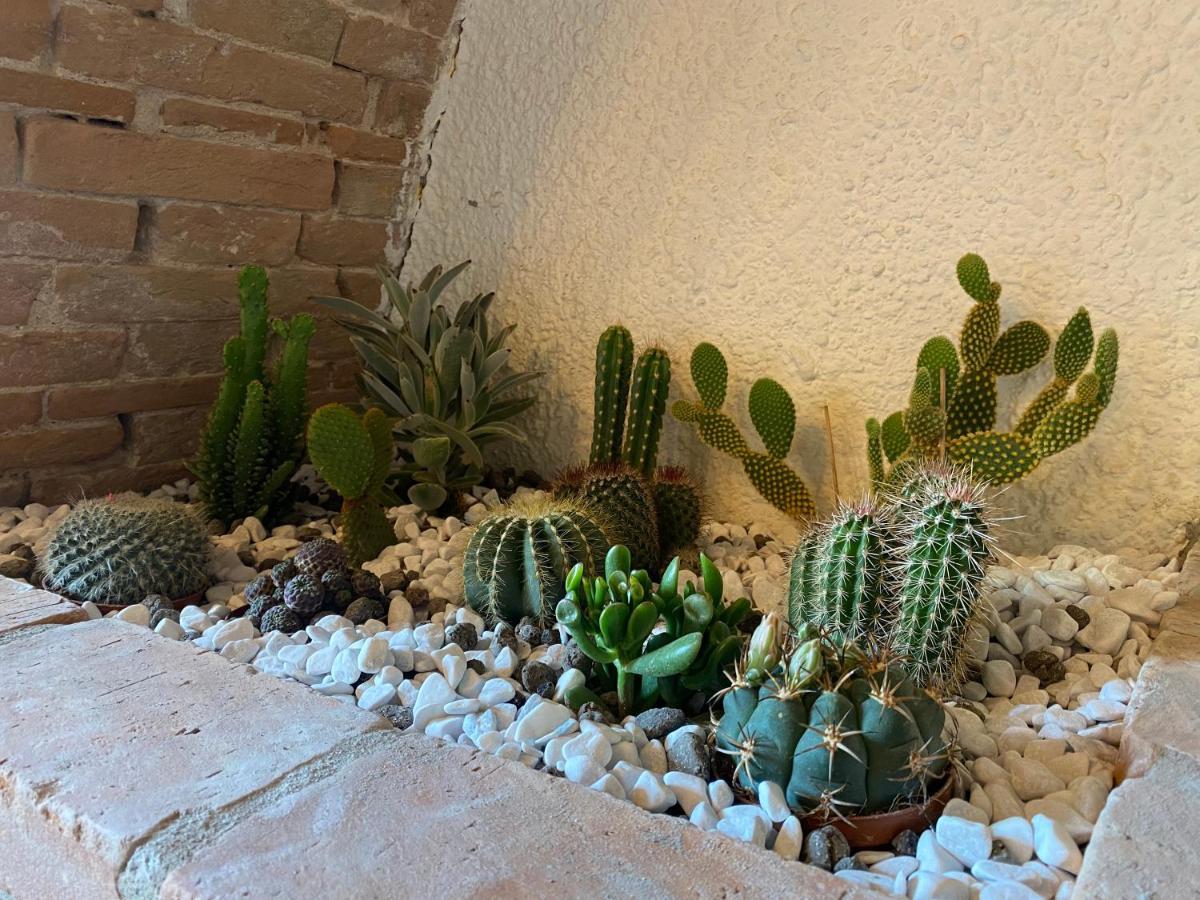 Apartment Cactus *