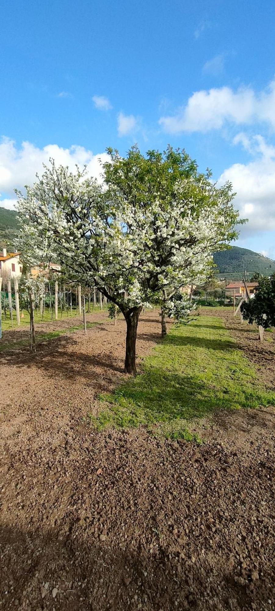 La Tenuta Di Eva Apartment *