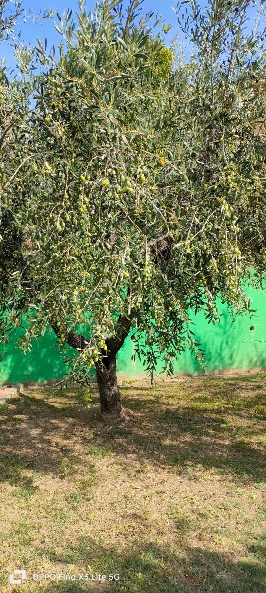 La Tenuta Di Eva *