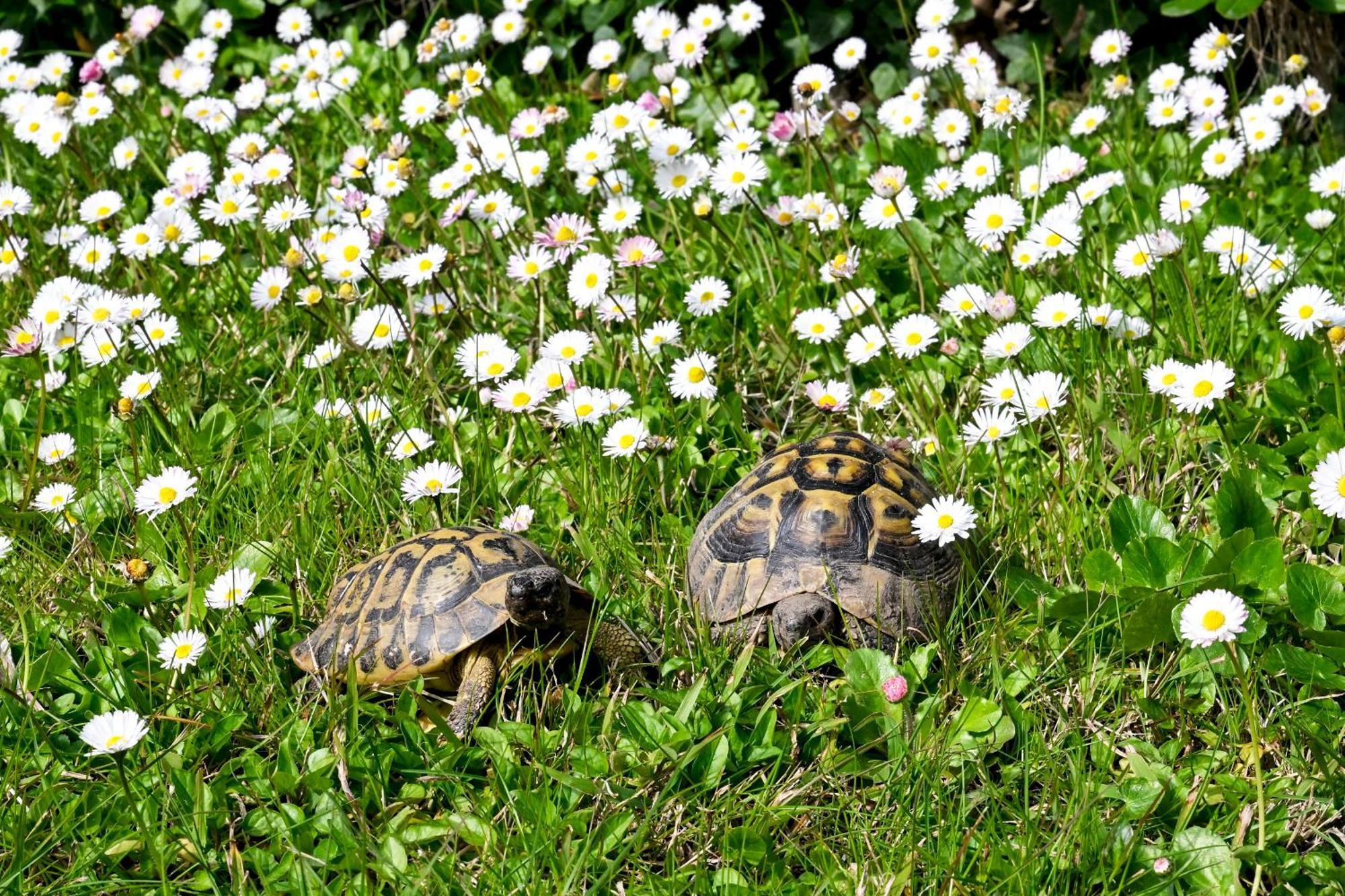 Holiday home Il Villino Di Monic Centro *