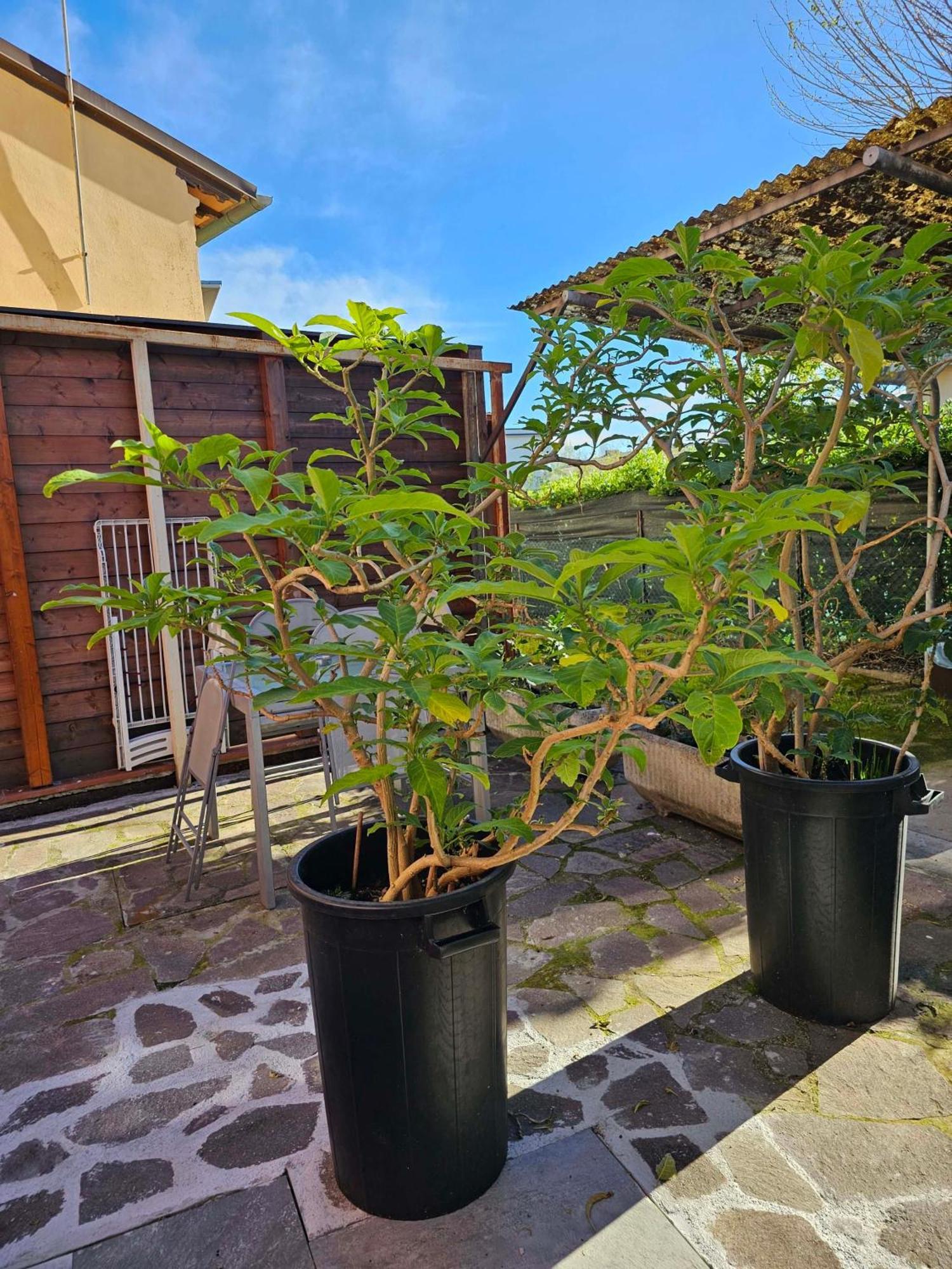 Appartamento Domus Regia *
