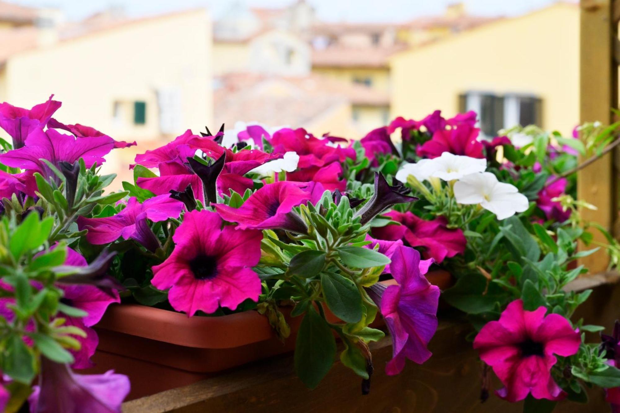 Relais Dell'ussero Centro Pisa