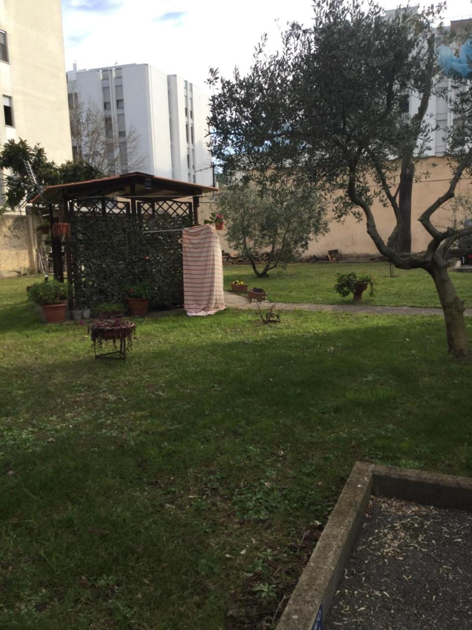 Albero Cisanello
