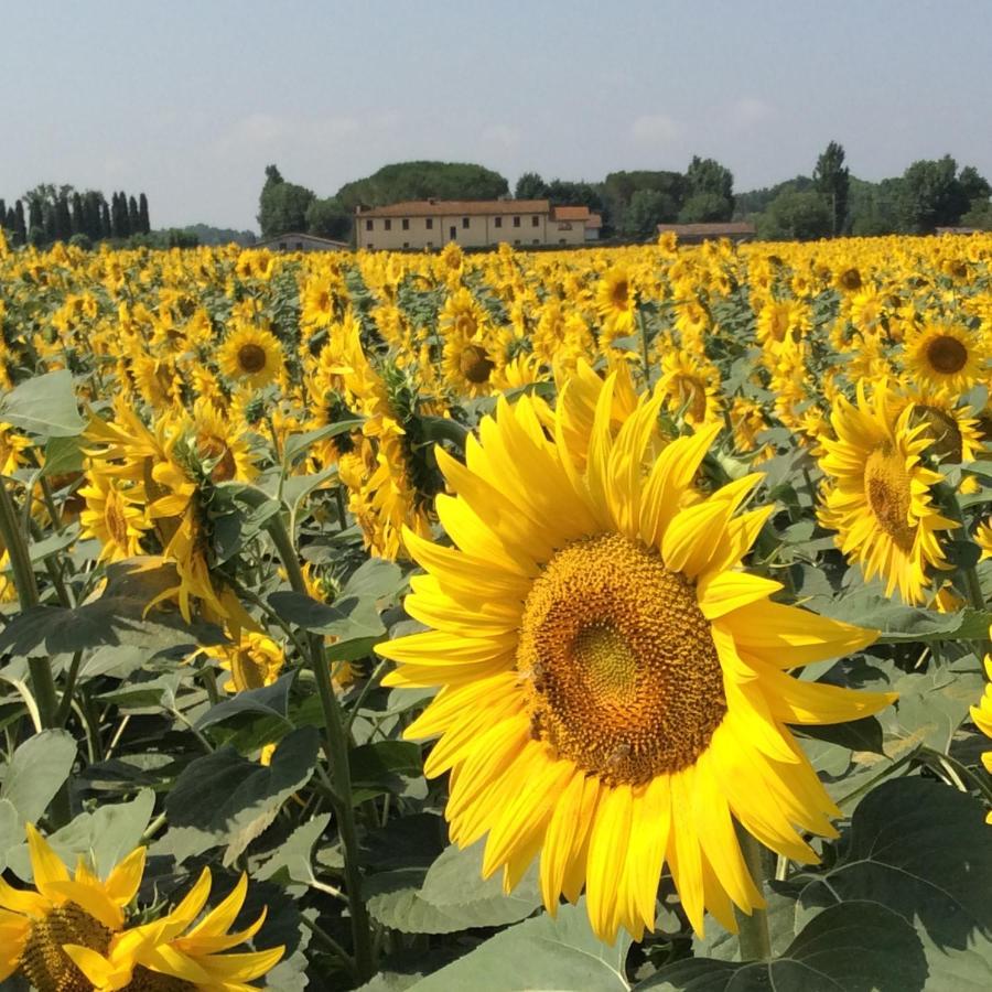 Holiday home Podere Magnolia Pisa