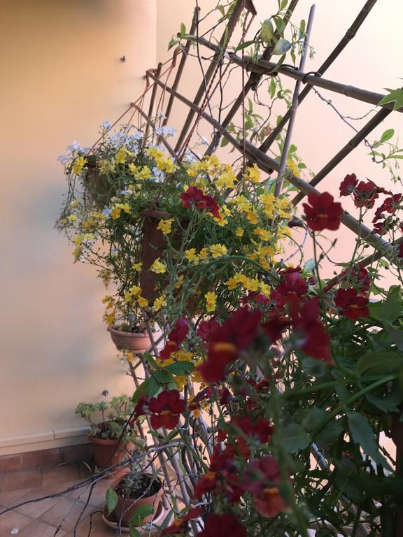 Lady Rose 2* Pisa