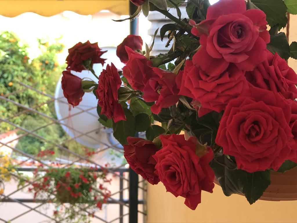 Lady Rose