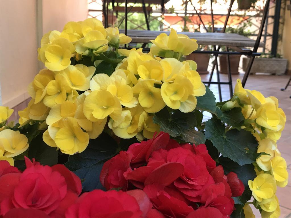 Lady Rose Bed & Breakfast Pisa